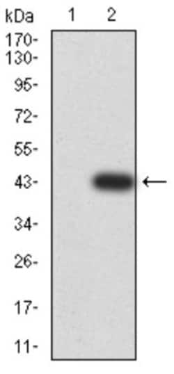 ASC/TMS1 Antibody (1C3D3) - BSA Free, Novus Biologicals:Antibodies:Primary